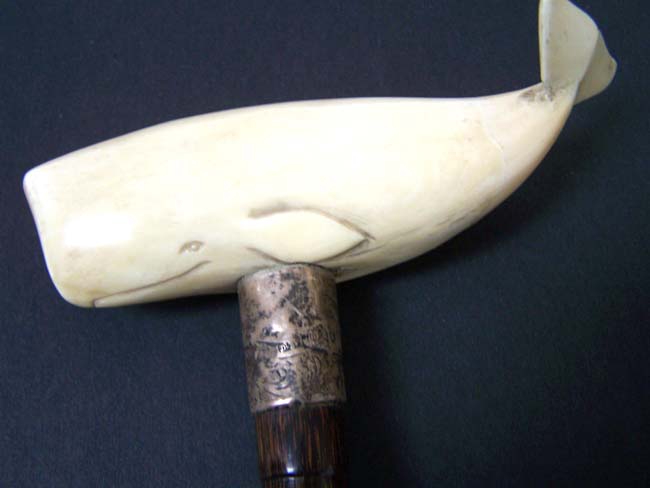 A 19th century Palm Wood Walking Stick with ANTIQUE Whale Ivory Handle in the form of a Sperm Whale
